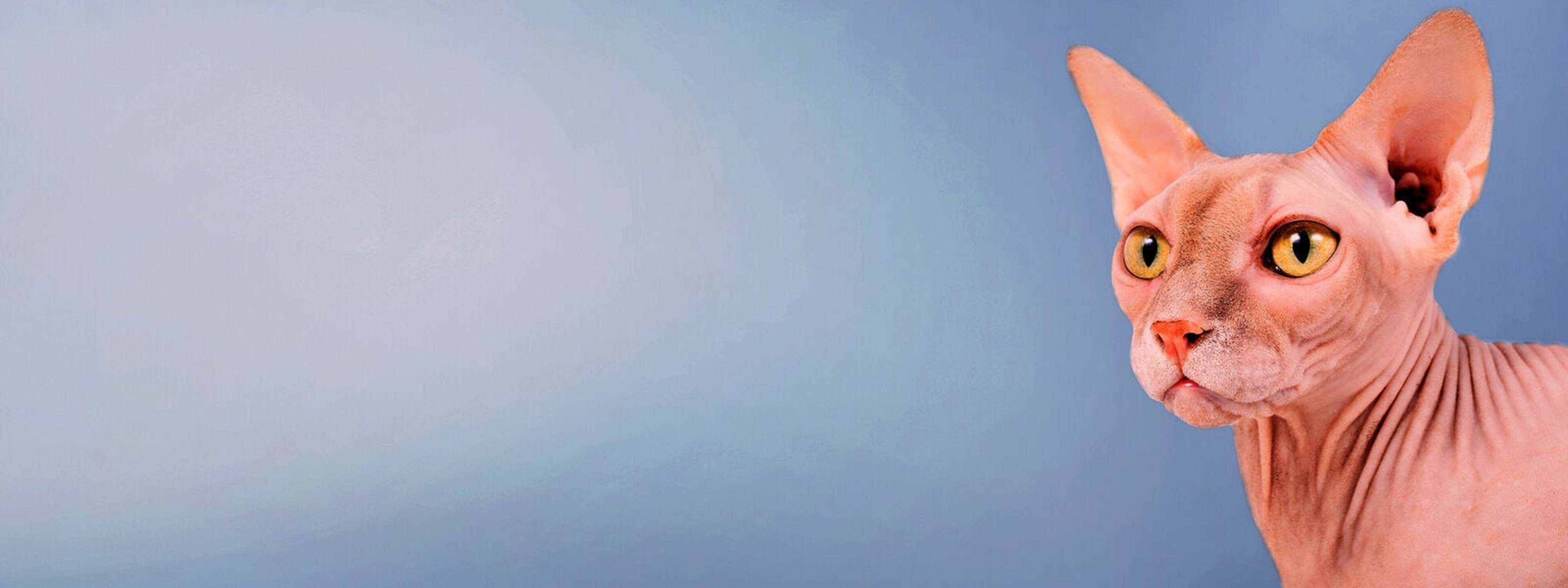 Ajukan pertanyaan bagus, terlibat aktif, dan alami perkembangan pribadi
